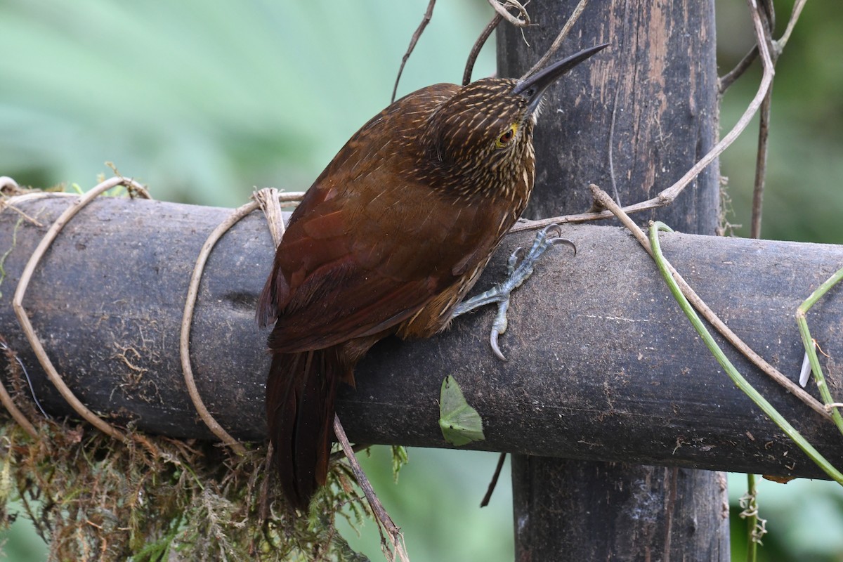 Strong-billed Woodcreeper - ML616051884