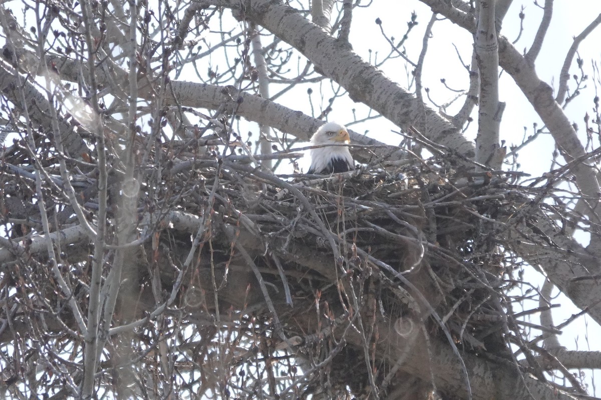 Bald Eagle - ML616051885