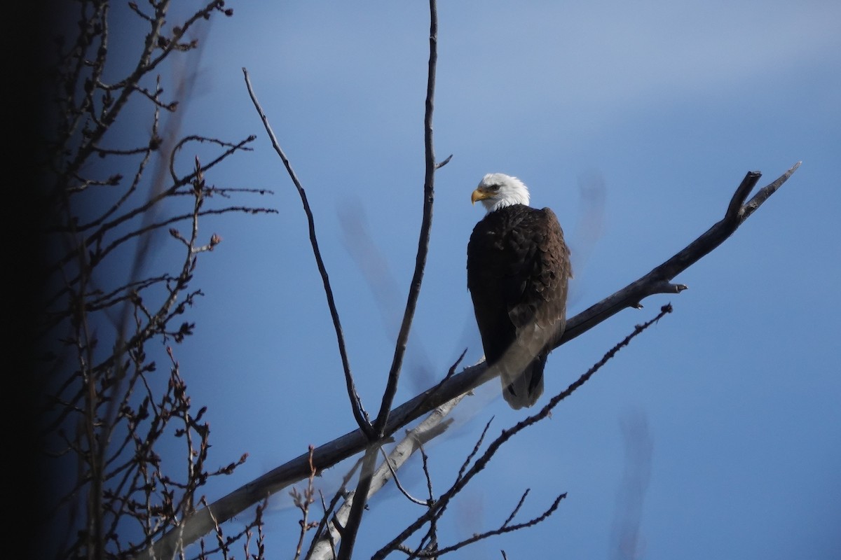 Bald Eagle - ML616051886
