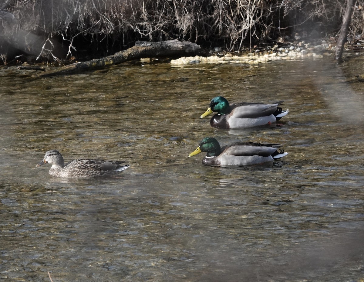 Mallard - ML616051897