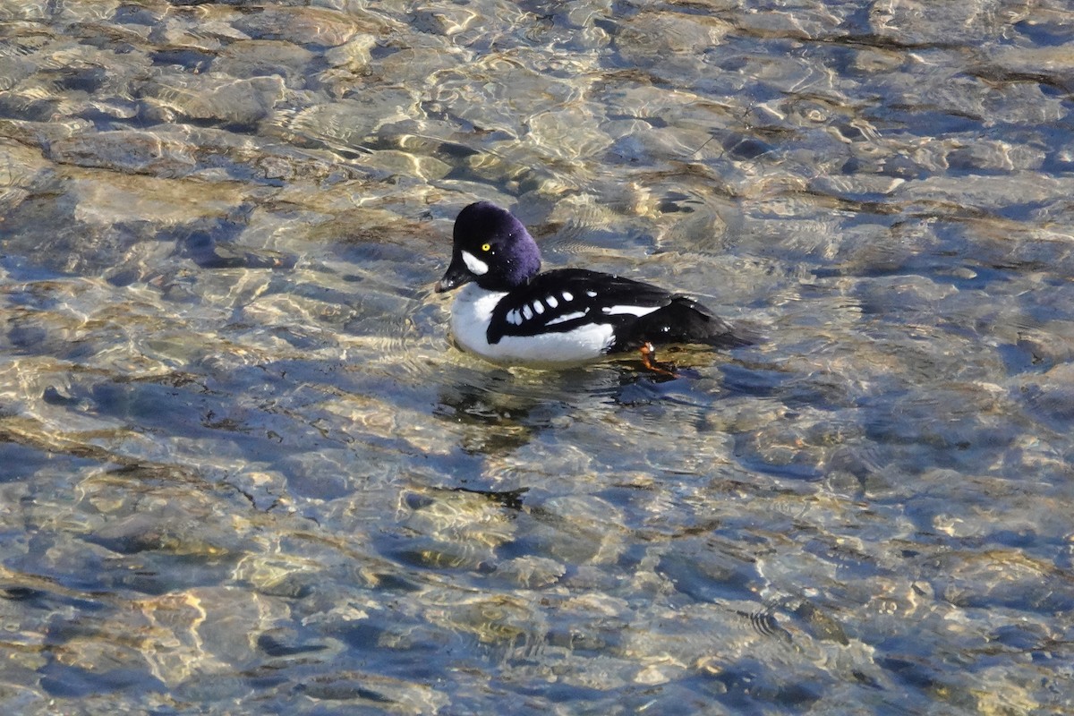 Barrow's Goldeneye - ML616051942