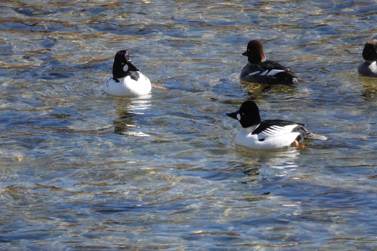 Common Goldeneye - ML616051945