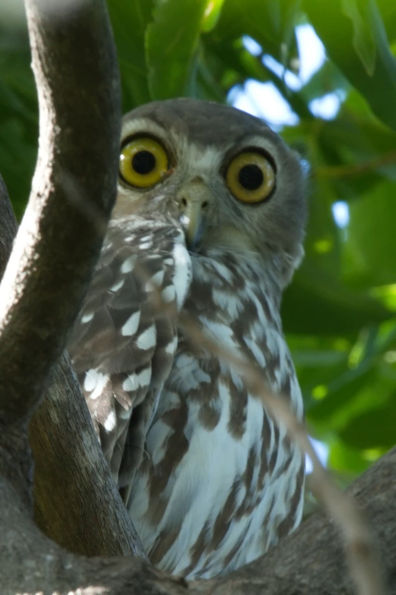 Barking Owl - Ed Pierce