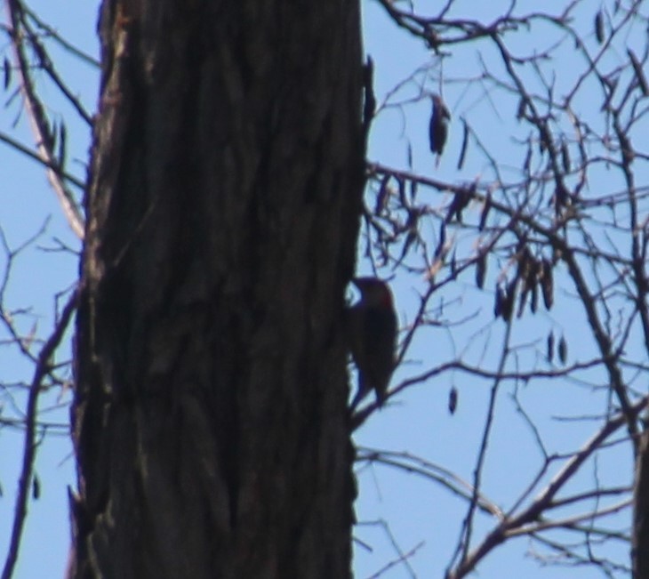 Red-bellied Woodpecker - ML616051963