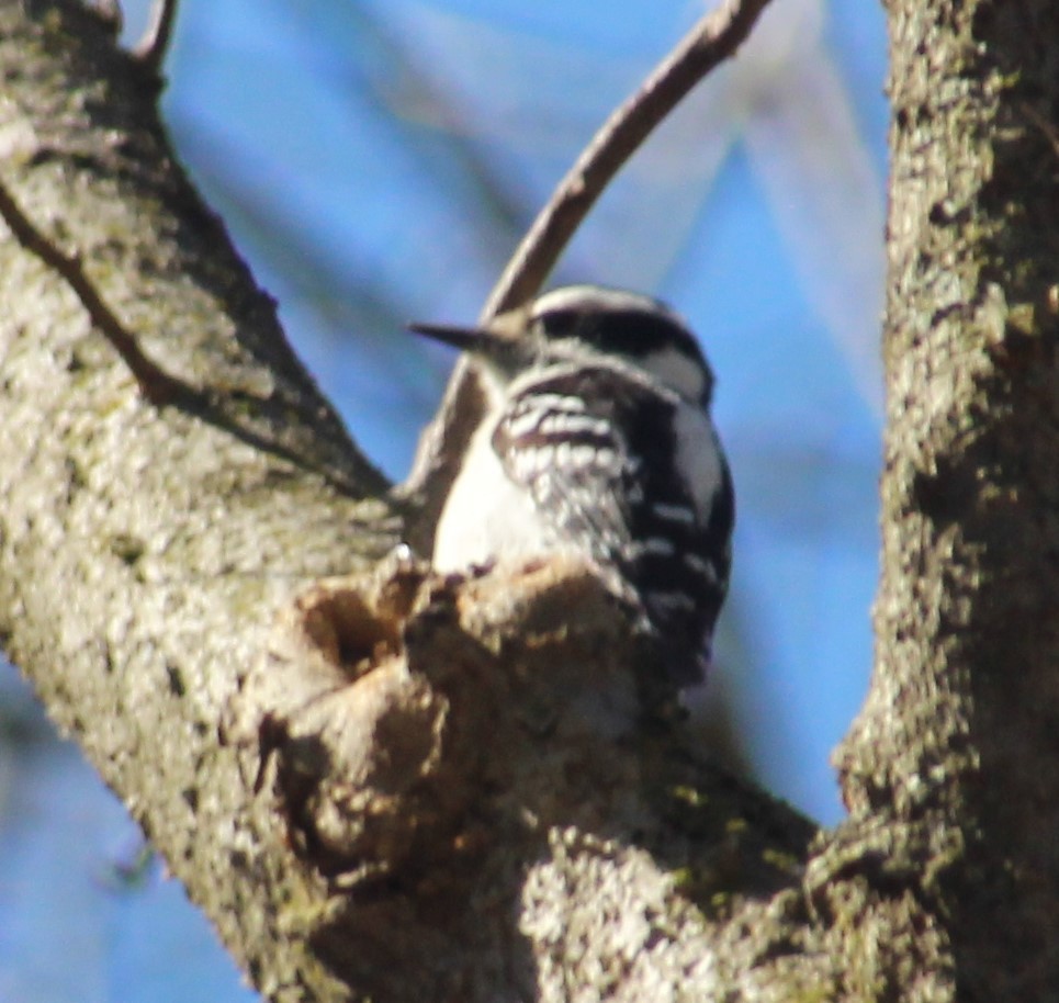 Downy Woodpecker - ML616051965