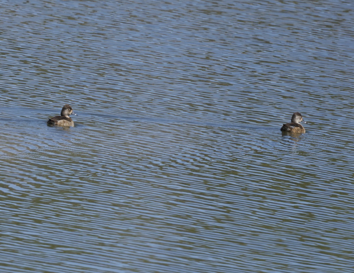 Ring-necked Duck - ML616051971