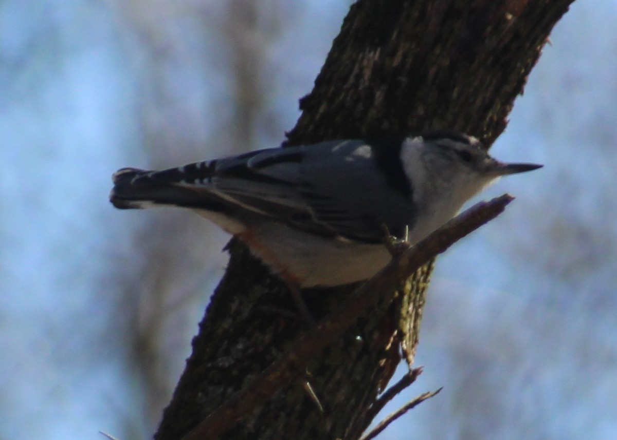 White-breasted Nuthatch - ML616051993