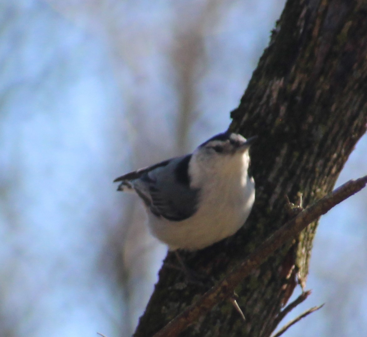White-breasted Nuthatch - ML616051994