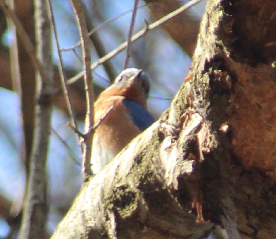 Eastern Bluebird - ML616051996