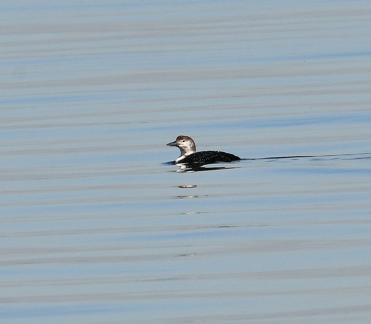 Common Loon - Eric Titcomb