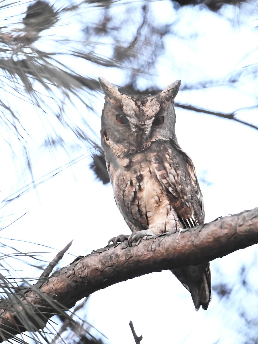 Japanese Scops-Owl - ML616052003