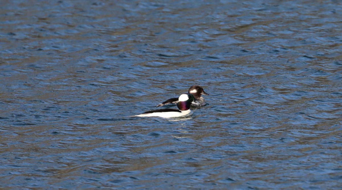 Bufflehead - ML616052005