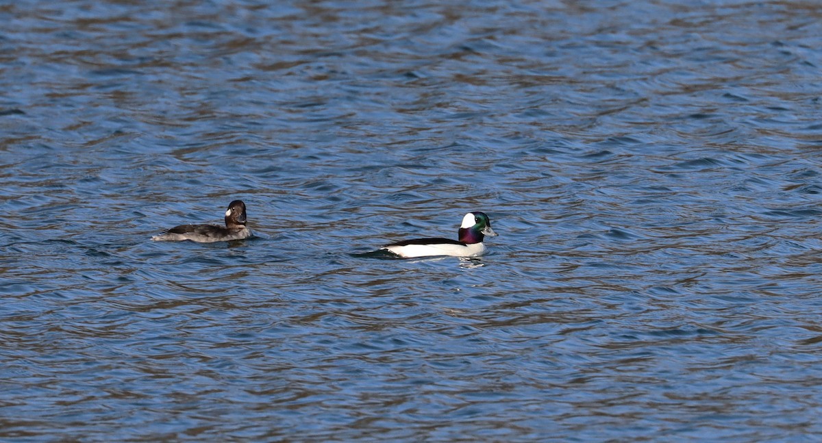 Bufflehead - ML616052016