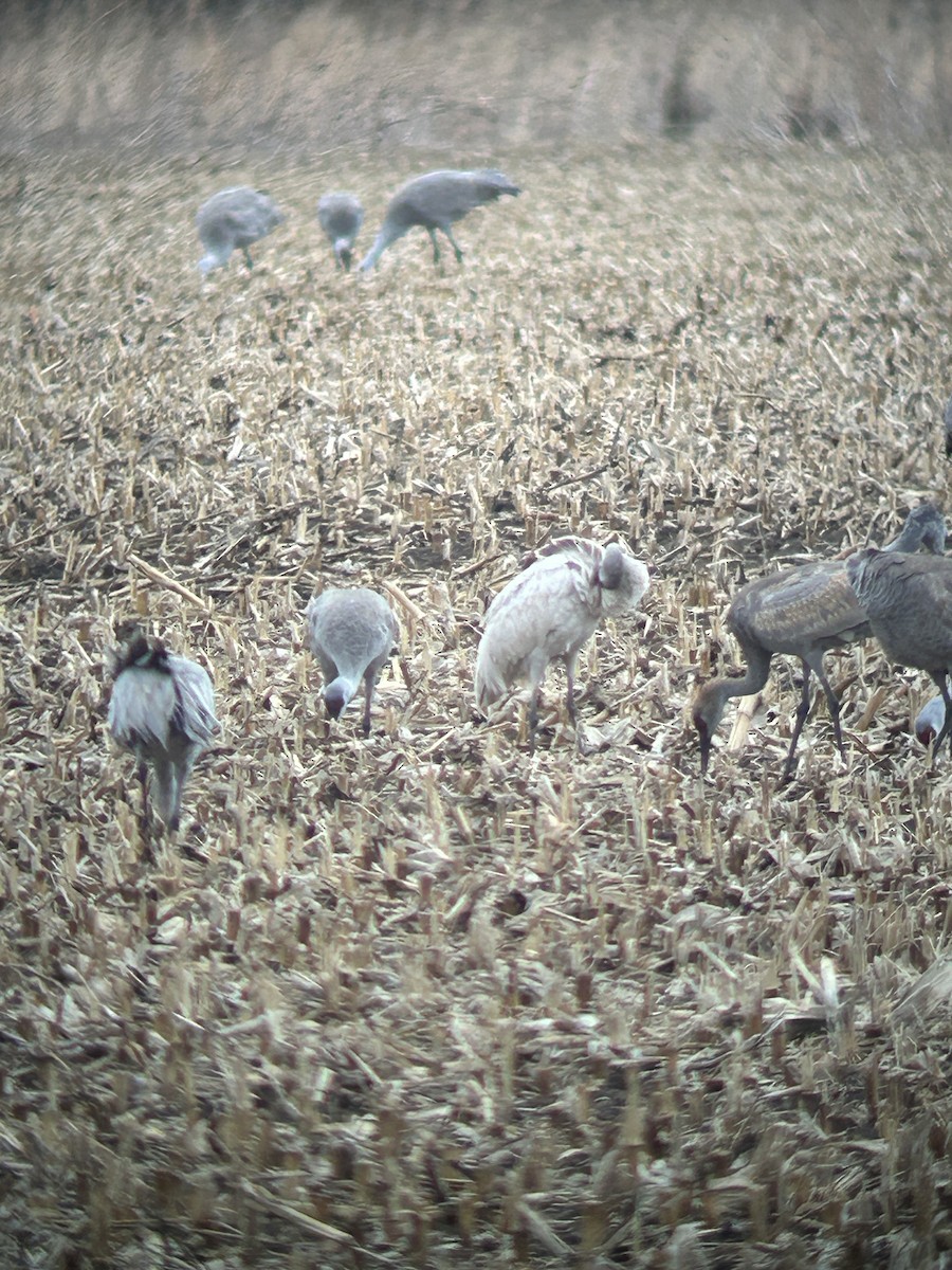 Grulla Canadiense - ML616052034