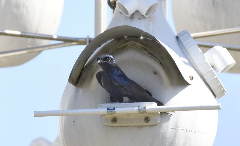 Purple Martin - ML616052113