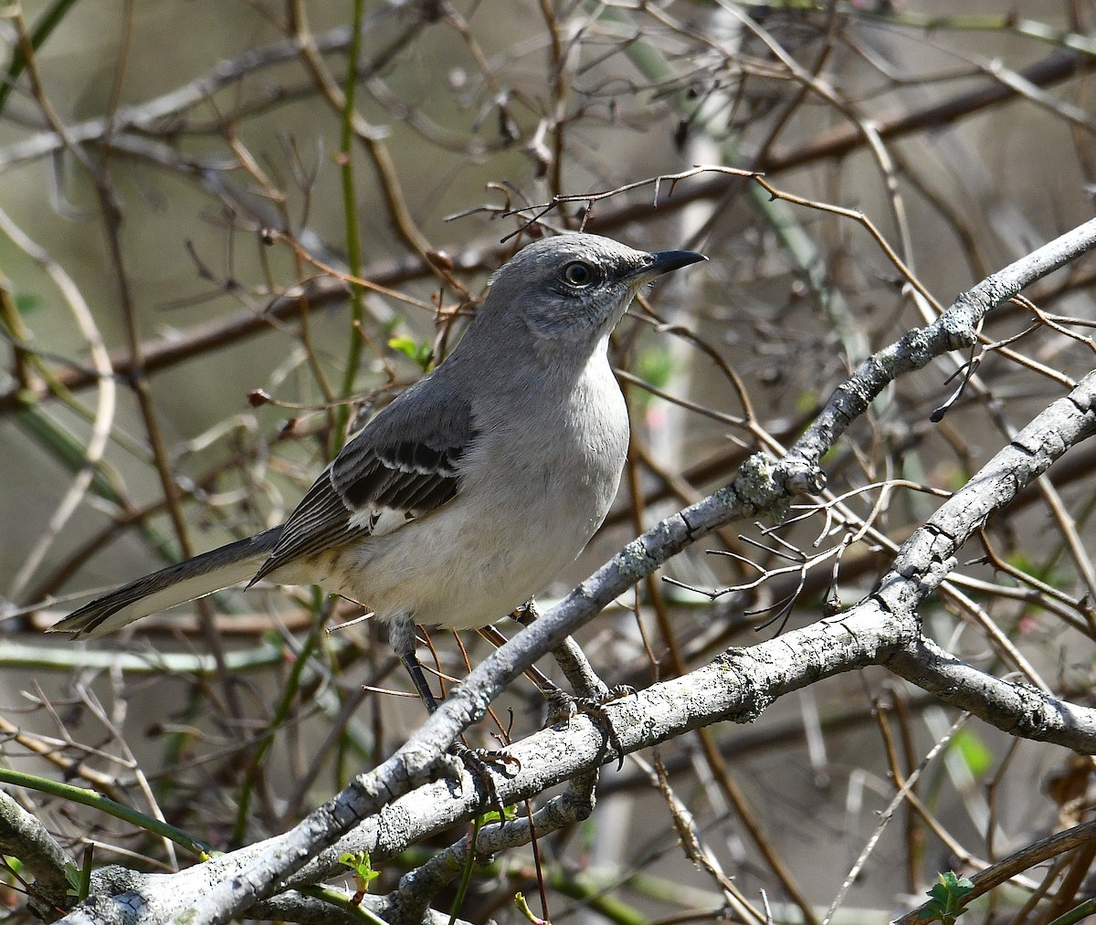 Northern Mockingbird - ML616052162