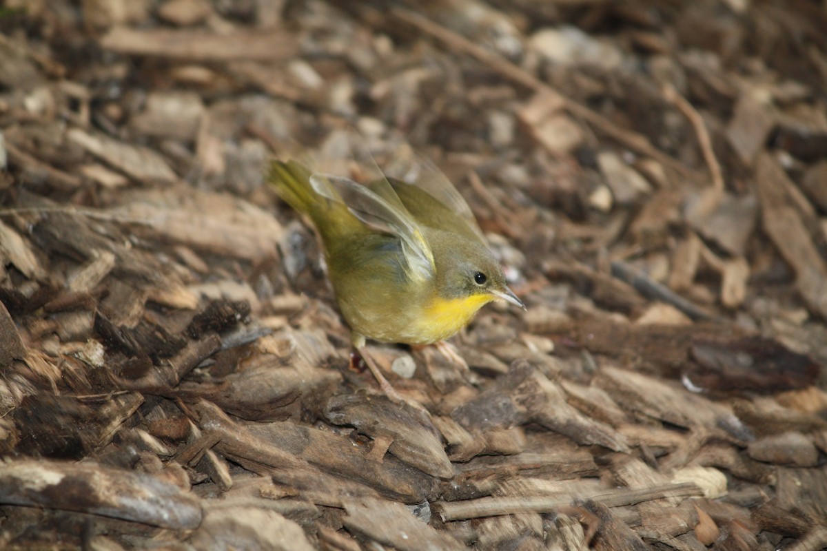 Common Yellowthroat - ML616052255