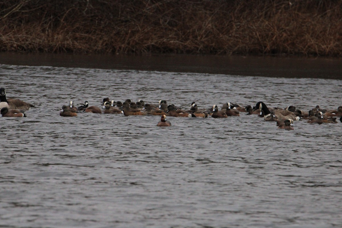 Eurasian Wigeon - ML616052307