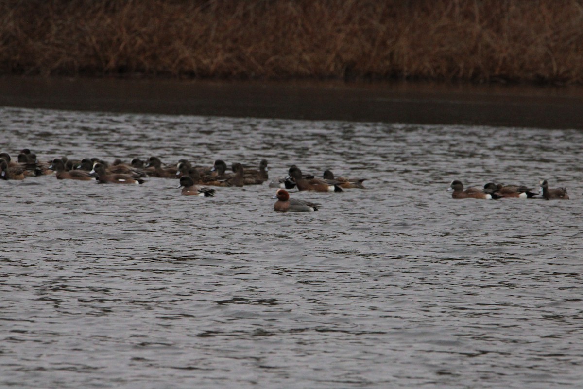 Eurasian Wigeon - ML616052308