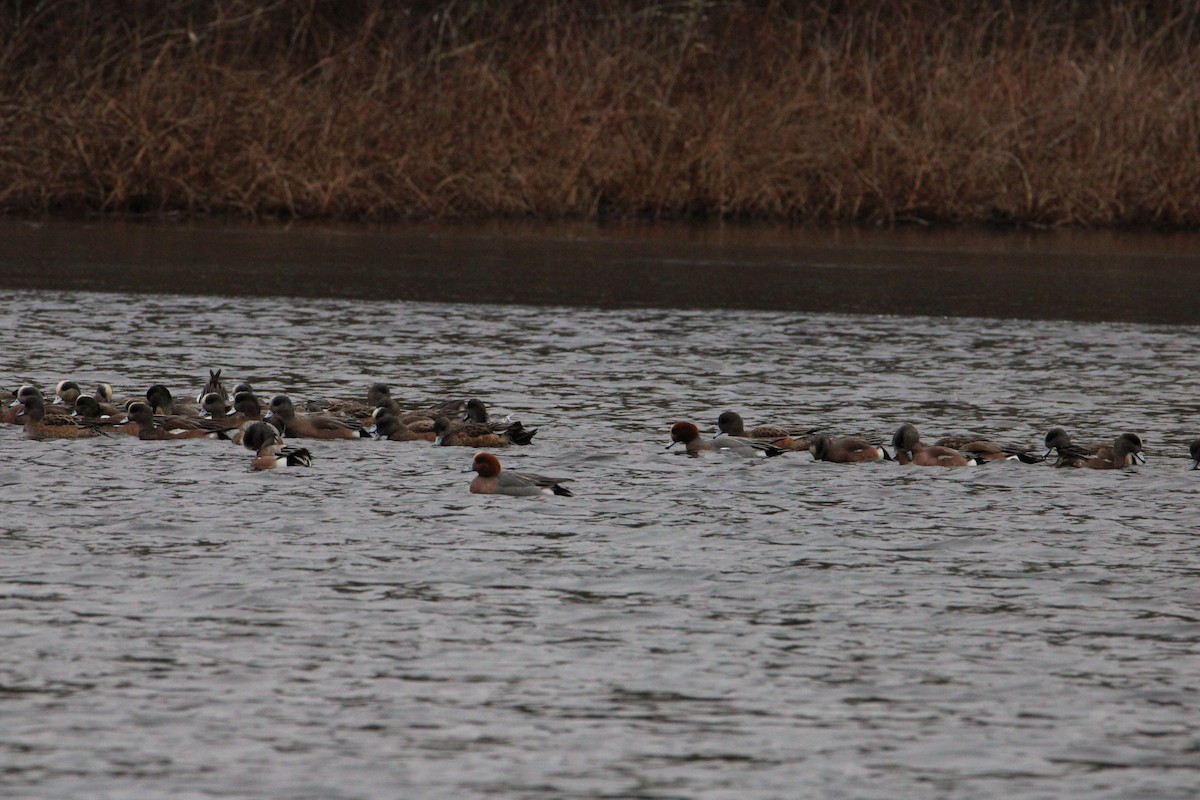 Eurasian Wigeon - ML616052309