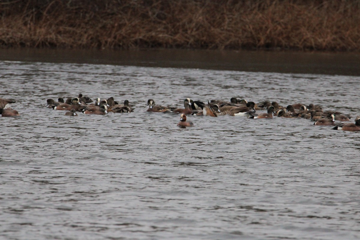 Eurasian Wigeon - ML616052310