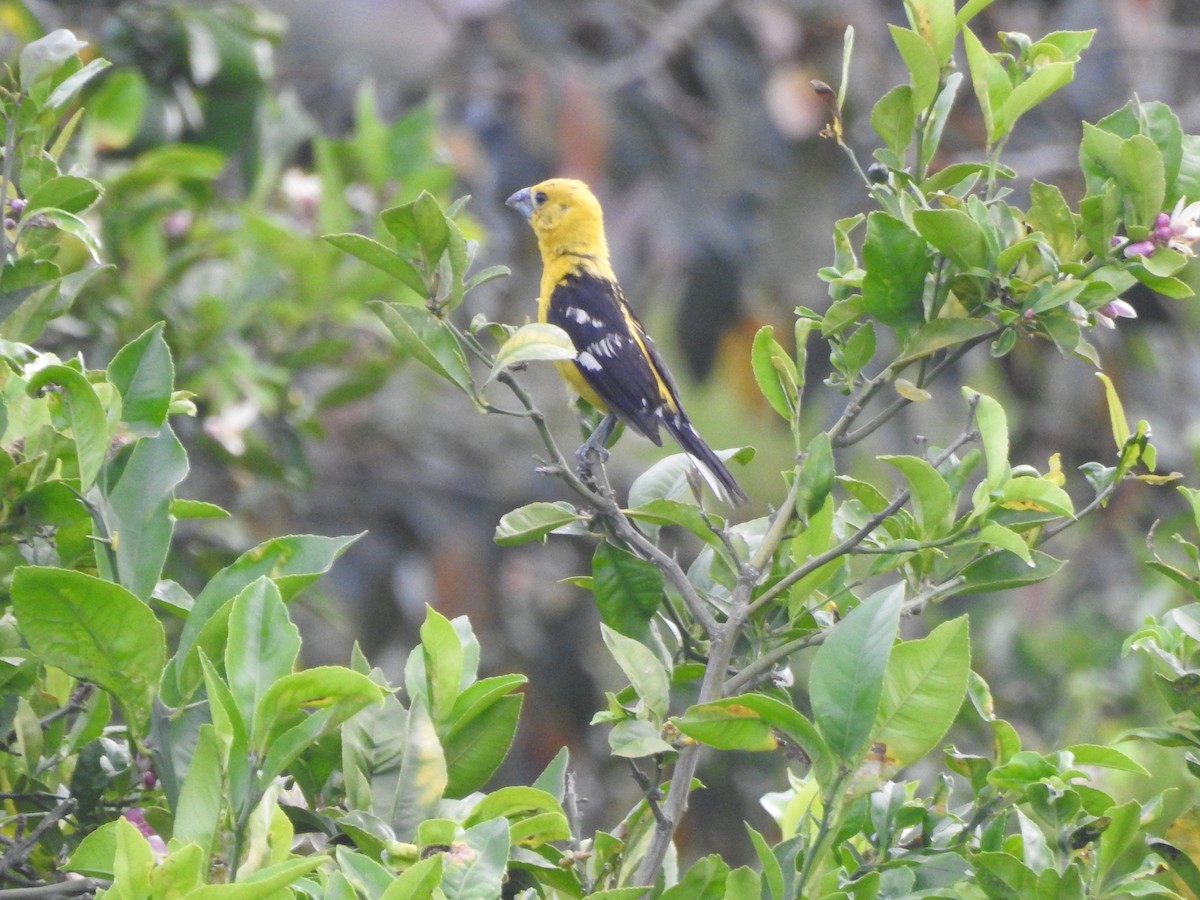 Golden Grosbeak - David Hilgeman