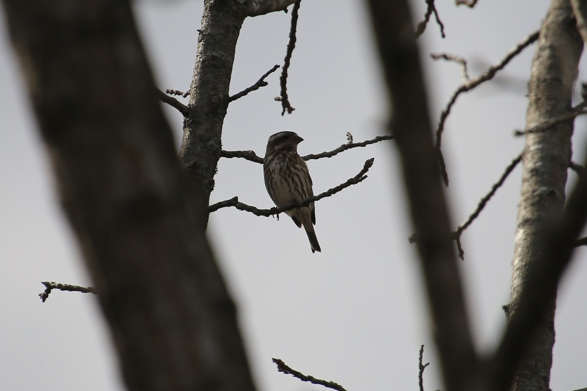 Purple Finch - ML616052398