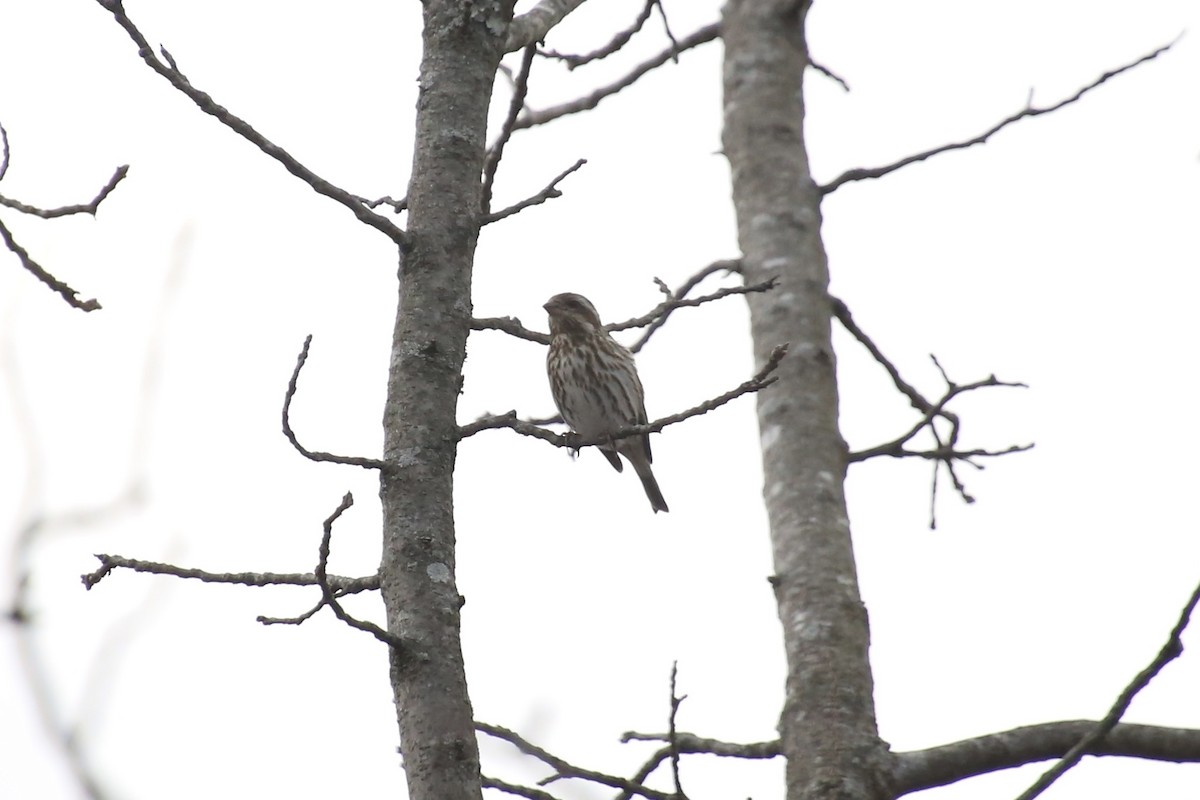 Purple Finch - Emma Herald and Haley Boone