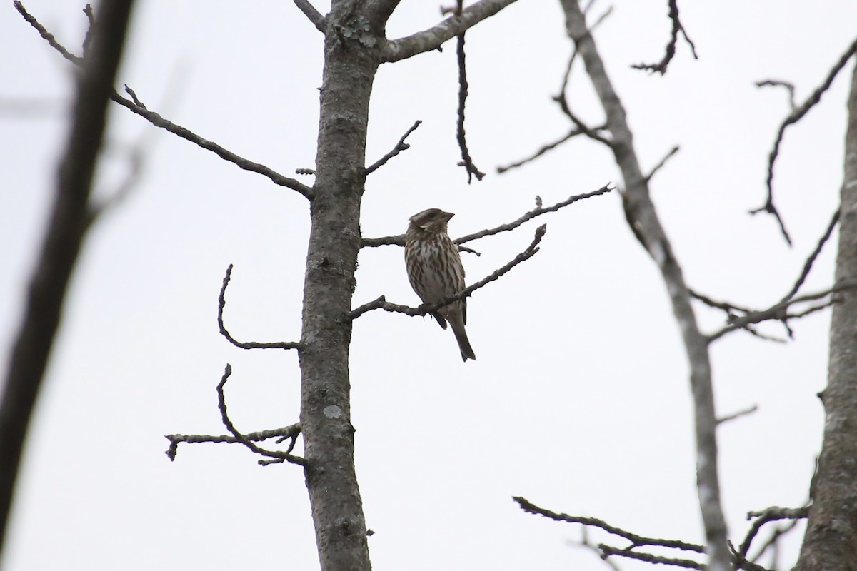 Purple Finch - Emma Herald and Haley Boone