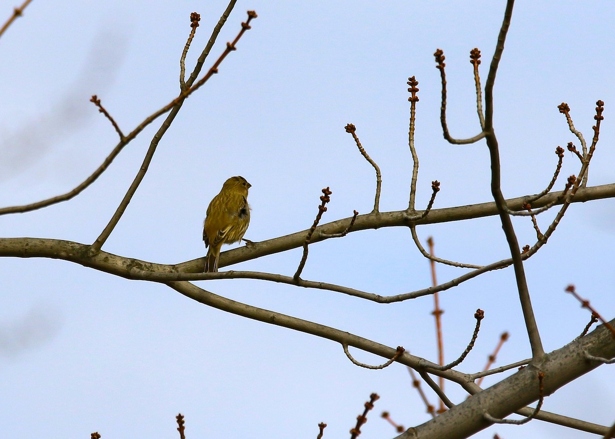 House Finch - Raymond  Piché