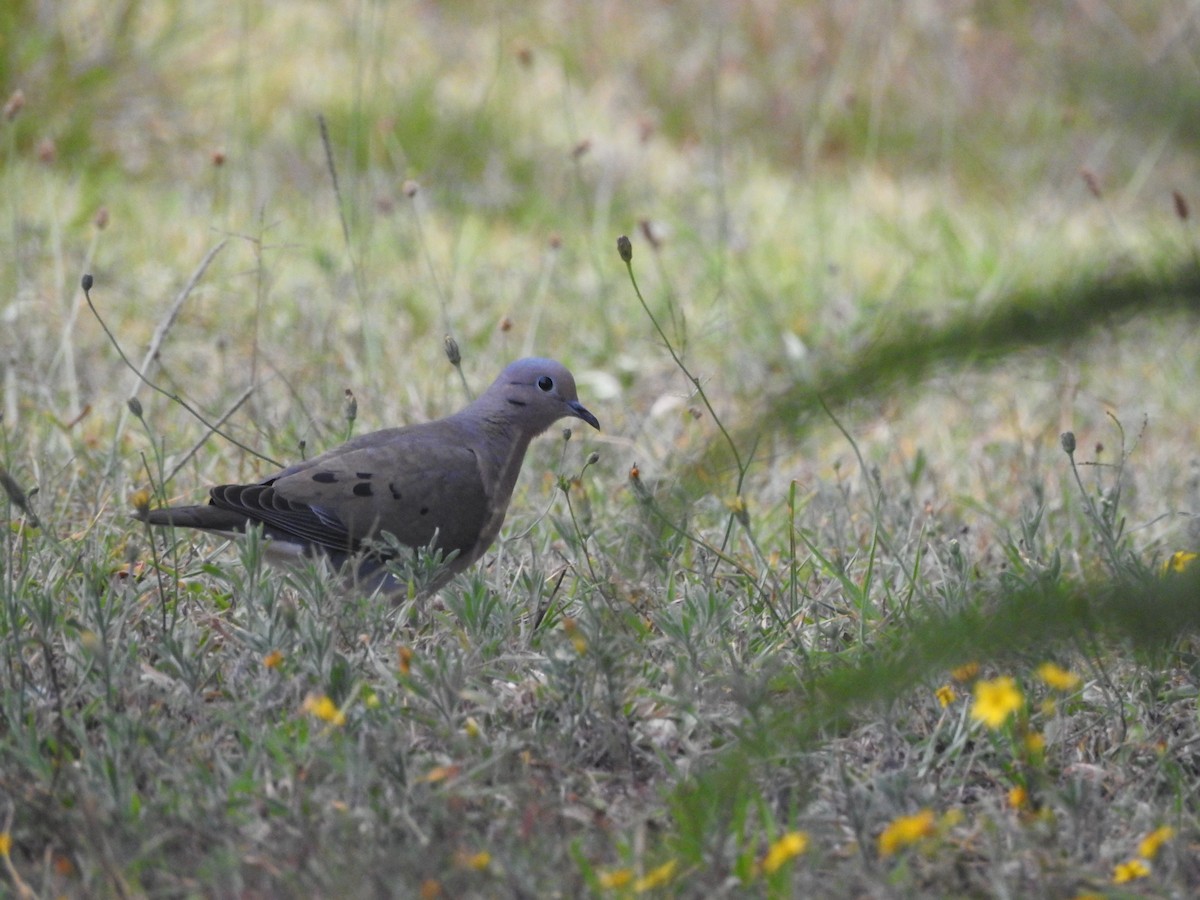 Eared Dove - David Hilgeman