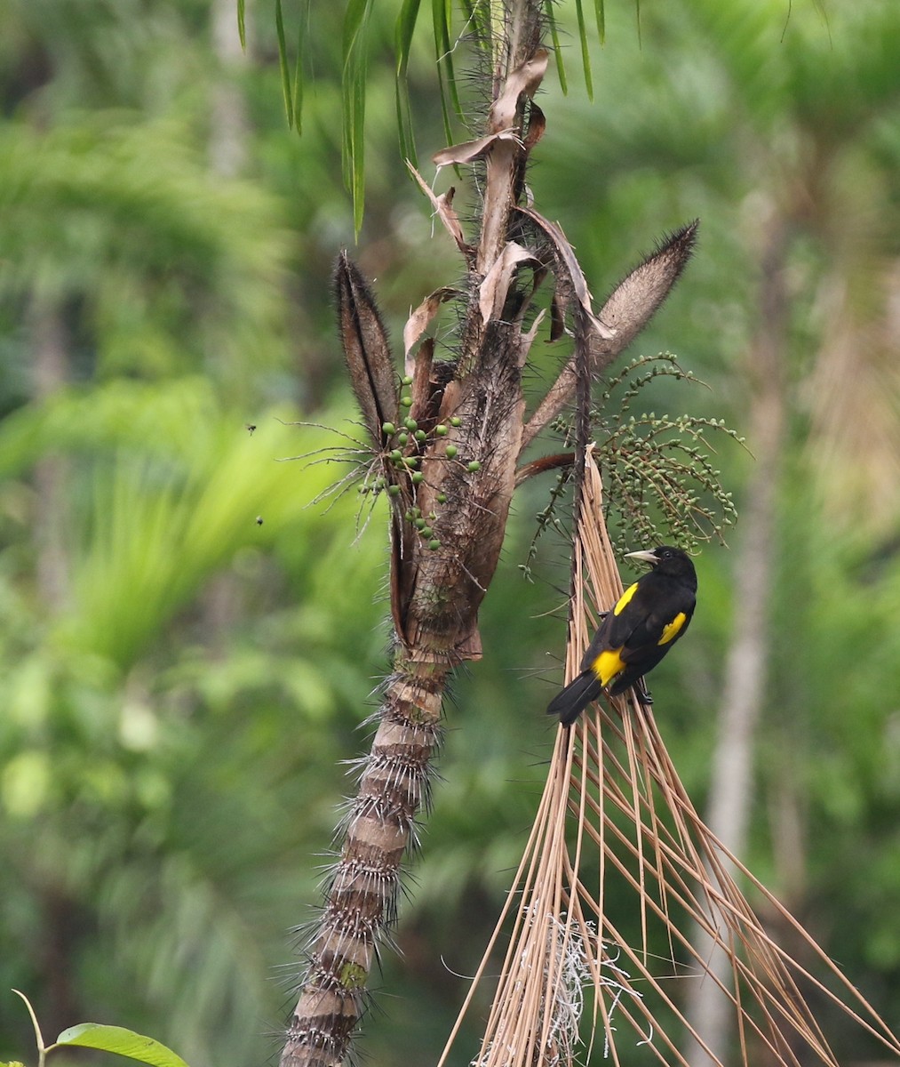 Yellow-rumped Cacique (Amazonian) - ML616052443