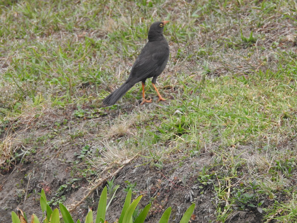 Great Thrush - David Hilgeman