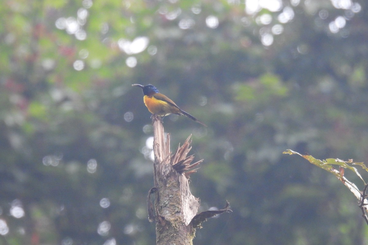 Green-tailed Sunbird - Thananh KH.