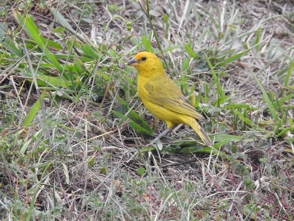 Saffron Finch - David Hilgeman