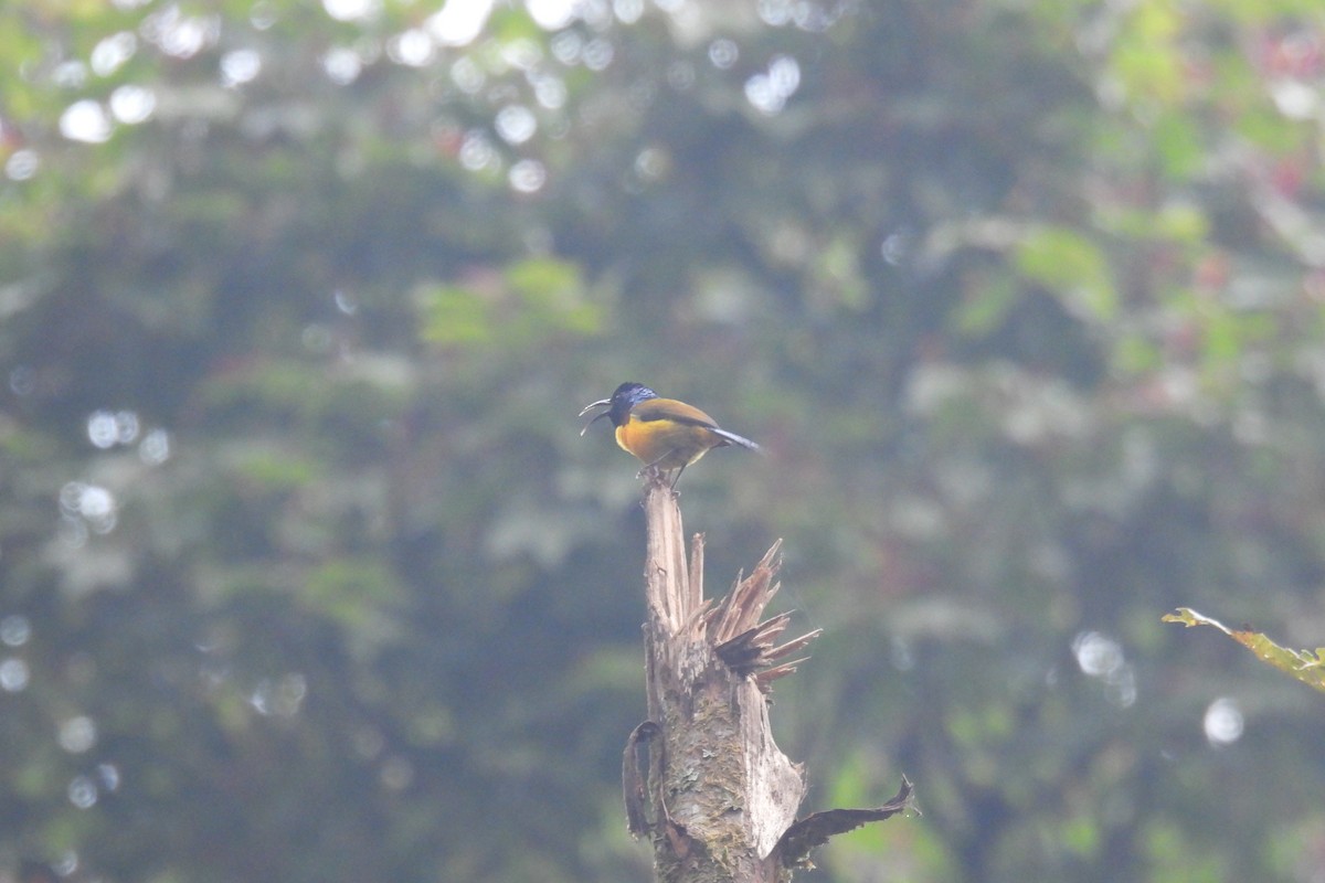 Green-tailed Sunbird - Thananh KH.