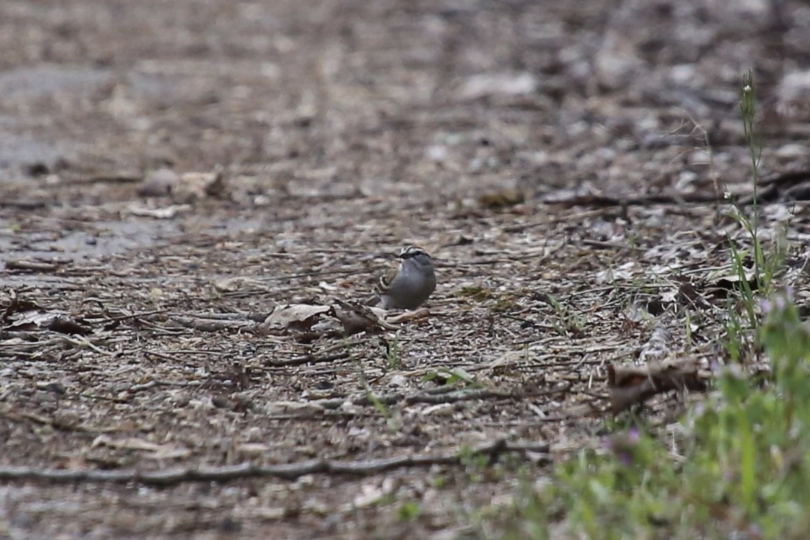 Chipping Sparrow - ML616052483