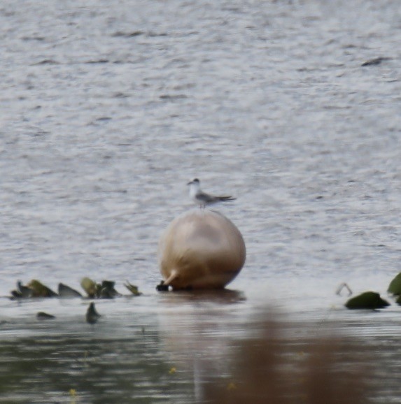 Forster's Tern - Stacy Elliott