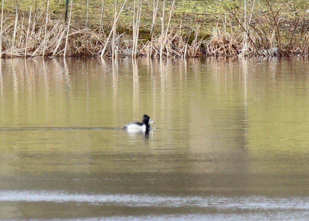 Ring-necked Duck - ML616052487