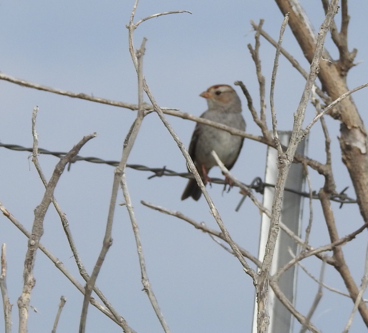 White-crowned Sparrow - ML616052491