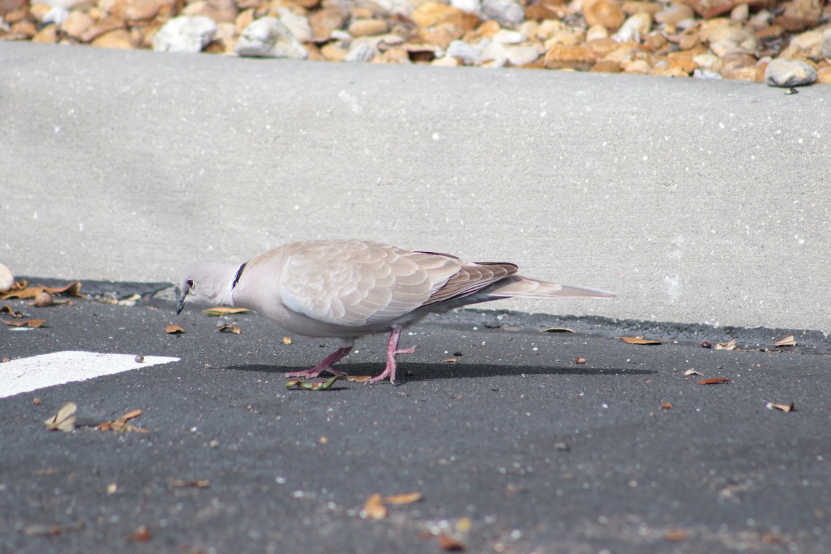 Eurasian Collared-Dove - Levi Wilson