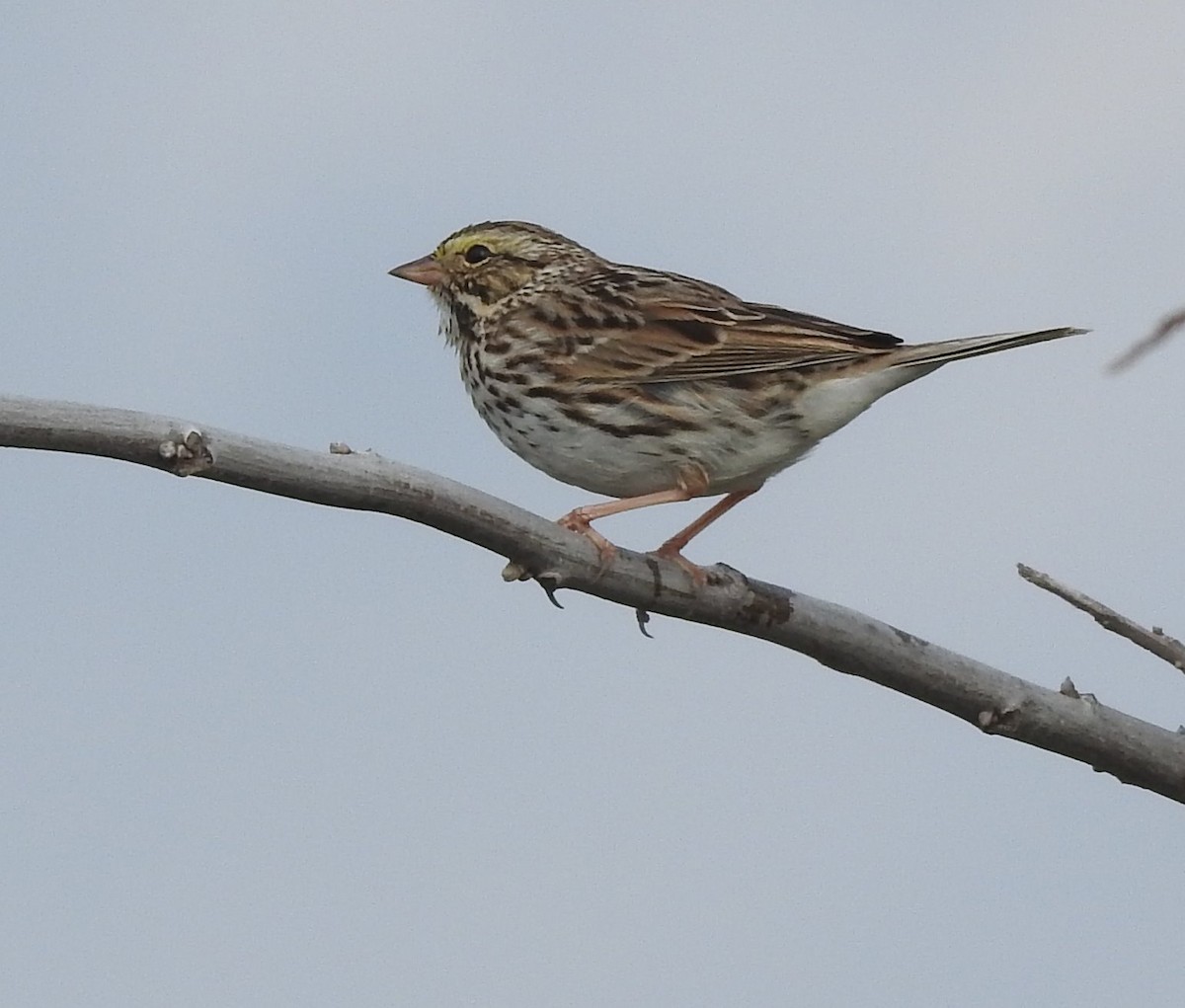 Savannah Sparrow - ML616052520