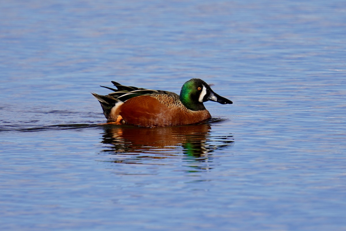 Cinnamon Teal x Northern Shoveler (hybrid) - ML616052537