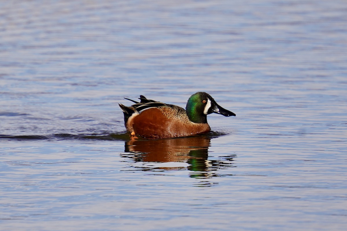 Cinnamon Teal x Northern Shoveler (hybrid) - ML616052538