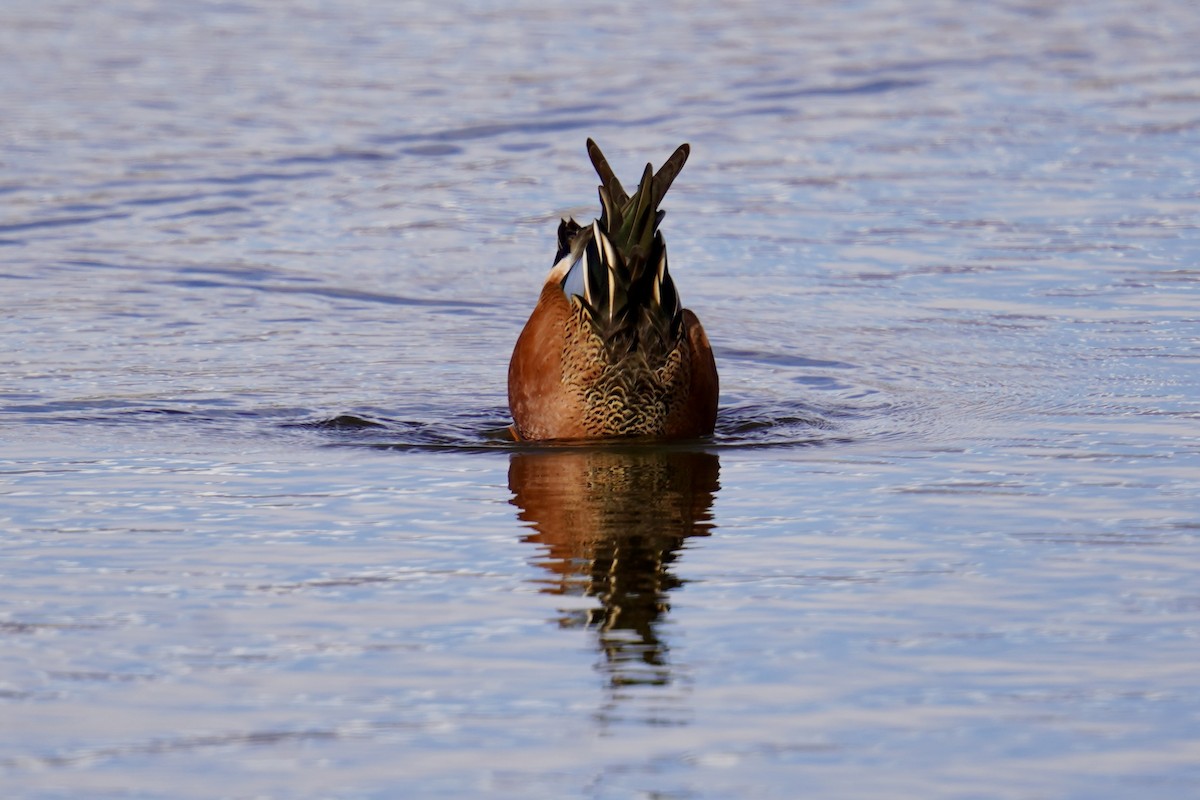 Cinnamon Teal x Northern Shoveler (hybrid) - ML616052539