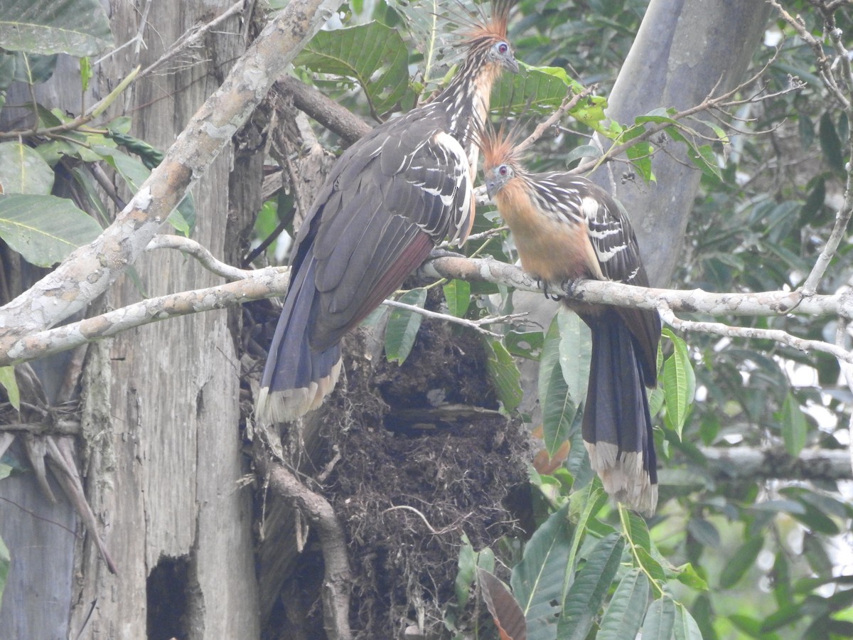 Hoatzin - ML616052561