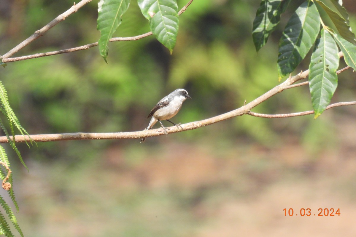 Gray Bushchat - Thananh KH.