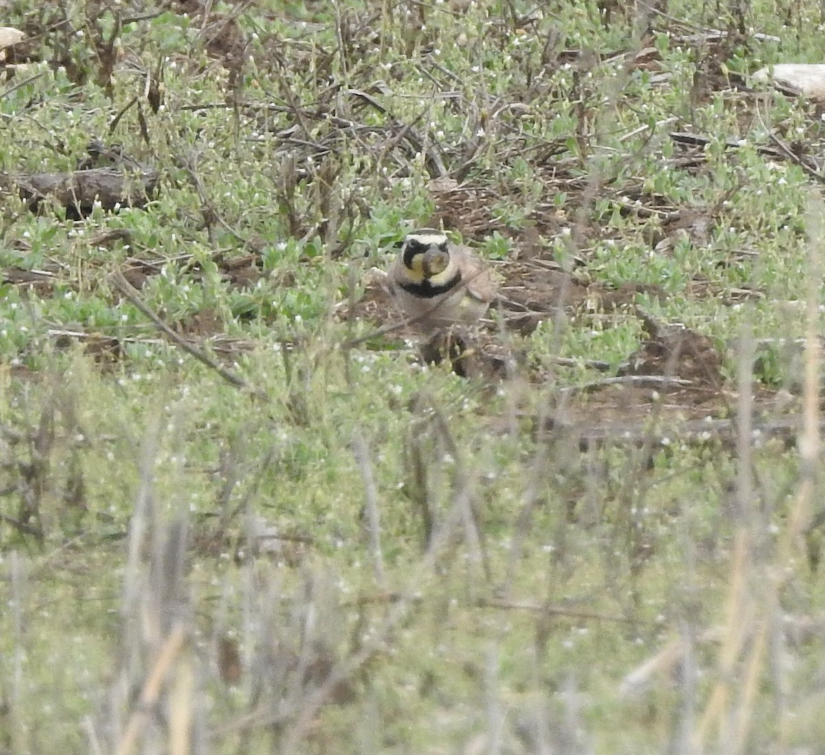 Horned Lark - ML616052585