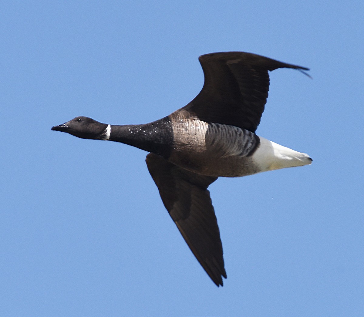 Barnacla Carinegra (nigricans) - ML616052614