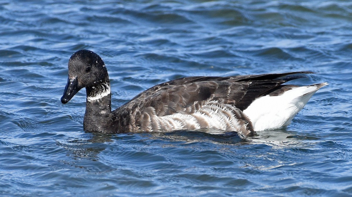 コクガン（nigricans） - ML616052616